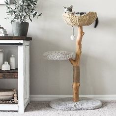 a cat sitting on top of a tree branch in a living room next to a potted plant