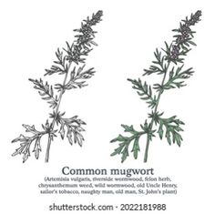 an image of common mugwot plant with description in english and german language