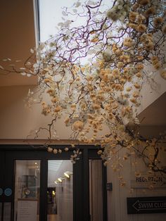 a tree with white flowers hanging from it's branches in front of a building