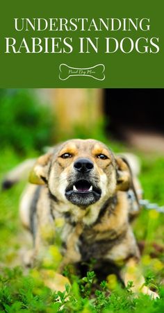 a dog with its mouth open and the title underneath it reads, understanding rabbits in dogs