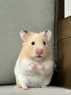 a brown and white hamster sitting on top of a couch