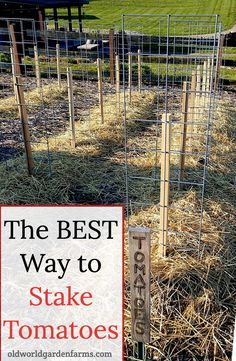 the best way to stake tomatoes in your garden is with this diy fenced - in tomato planter