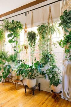 a room filled with lots of green plants on top of wooden floor next to a window