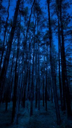 the night sky is lit up by tall trees