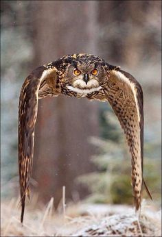 an owl flying through the air with its wings spread