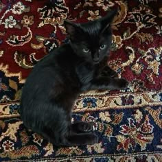 a black cat sitting on top of a rug next to a red and blue carpet