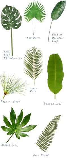 different types of leaves and their names