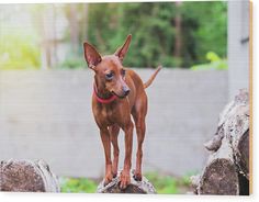 a small brown dog standing on top of a rock