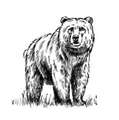 a black and white drawing of a bear standing in the grass with its mouth open