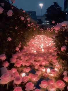 many pink roses are lit up in the dark