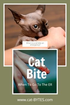 a siamese cat sitting on top of someone's hand with the caption, when it is big an emergency?