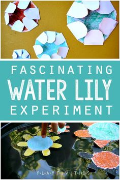 water lily experiment for kids with paper flowers