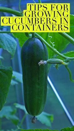 a cucumber growing on a plant with the title tips for growing cucumbers in containers