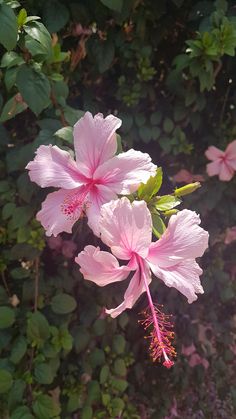 two pink flowers with green leaves in the background and sunlight shining on them from above