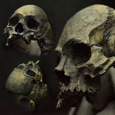 three human skulls are shown in this image