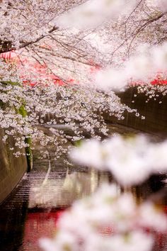 cherry blossoms are in bloom along the water