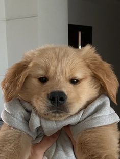 a dog that is sitting on someone's lap with a towel around its neck