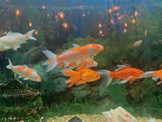 several goldfish swimming in an aquarium next to rocks and plants with lights hanging from the ceiling