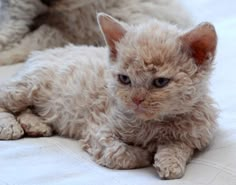 two small white kittens laying next to each other on a bed with one looking at the camera