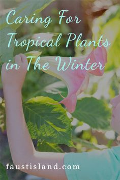 8 Easy Steps a Winter Gardener Uses to Care for Tropical Plants1) Identify whether or not your plant is tropical and the proper growing temperatures. Most tropical plants will want a 9 degrees difference between night and day temperatures. Commonly grown tropical plants include :