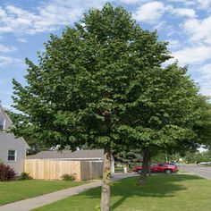 a large green tree sitting in the middle of a grass covered yard next to a red truck