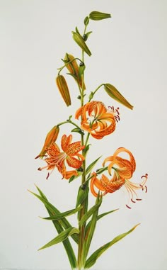 an orange flower in a vase on a table