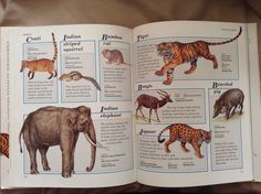 an open book with pictures of different animals