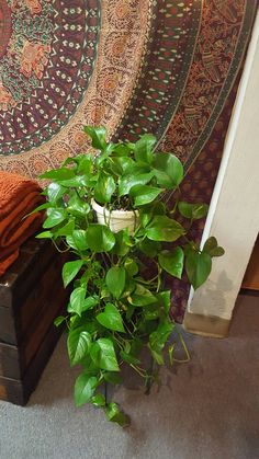 a potted plant sitting on top of a wooden box in front of a tapestry