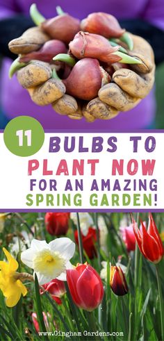 Discover 11 beautiful flower bulbs you can plant now to create a stunning spring garden! This guide will show you the best bulbs to plant, when to plant them, and how to ensure vibrant blooms come springtime. When To Plant Tulip Bulbs Fall, How To Plant Bulbs In The Ground, How To Plant Bulbs In Spring, Are Tulips Perennials, Planting Tulip Bulbs In Spring, When Do You Plant Tulips Bulbs, How To Plant Bulbs In Fall, Best Place To Plant Tulips, When To Plant Peonies Bulbs