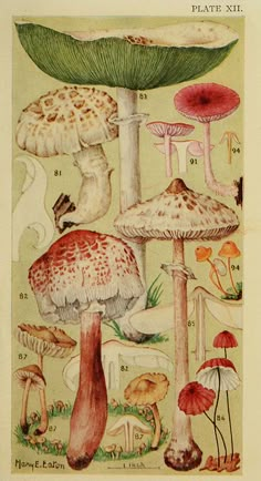 an illustration of different types of mushrooms