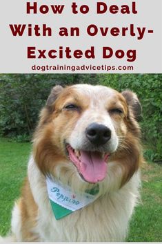 a brown and white dog with its tongue hanging out in front of the camera text reads how to deal with an overly - excited dog