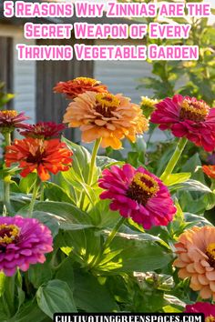 Unlock the secret weapon for a thriving veggie garden! Zinnias aren't just beautiful, they boost yields and attract pollinators. Discover 5 reasons to plant zinnias alongside your vegetables today! Grow Zinnias From Seed, When To Plant Zinnia Seeds, Harvest Zinnia Seeds, Benary's Giant Zinnia, Zinnia Benary's Giant, Zinnia Garden, Attract Pollinators, Soil Improvement, Sustainable Garden