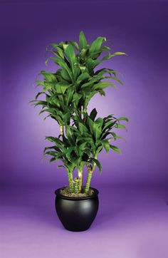 a large potted plant sitting on top of a purple floor next to a wall