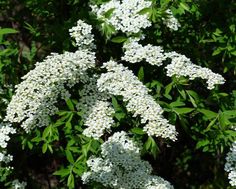 white flowers are blooming in the garden