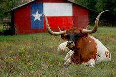 a long horn steer is standing in the grass near a barn with an american flag painted on it