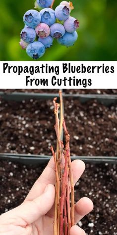 a hand holding up some blueberries in front of a potted plant with the words propagating blueberries from cuttings