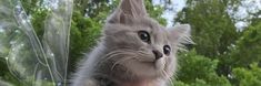 a grey cat sitting on top of a window sill looking at the camera with trees in the background