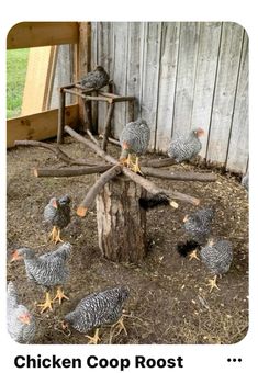 chickens are standing around in the dirt near a tree stump and wooden structure with text that reads chicken coop roost