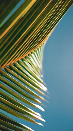 the underside of a palm leaf against a blue sky