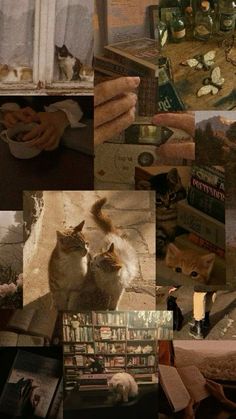 there are many different pictures with cats in the same photo and one has an open book