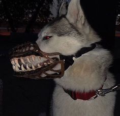 a white and black dog wearing a muzzle