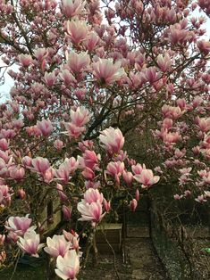 pink flowers blooming on the branches of trees