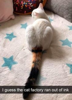 a cat laying on top of a bed next to a donut with sprinkles