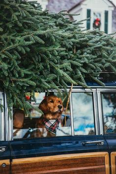 a dog sitting in the passenger seat of a car with a christmas tree on top of it