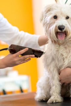 a small white dog being groomed by a person