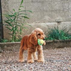 a small dog holding a tennis ball in its mouth on the gravel ground next to a stone wall