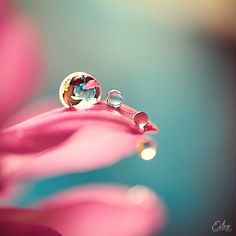 a drop of water sitting on top of a pink flower