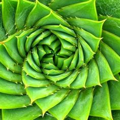 the top view of a large green plant