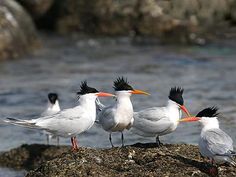 four birds are standing on the rocks by the water