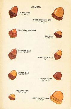 an old book with different types of acorns